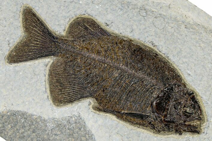 Fossil Fish (Phareodus) - Green River Formation #370859